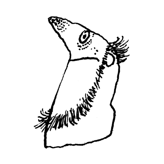 Autor - Richard i Florence Atwater